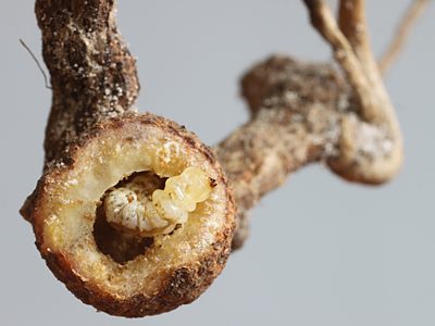 Ethonion corpulentum, PL2539H, larva, in Dillwynia glaberrima (PJL 2836) dissected rhizome gall, SE, 8.0 × 1.6 mm